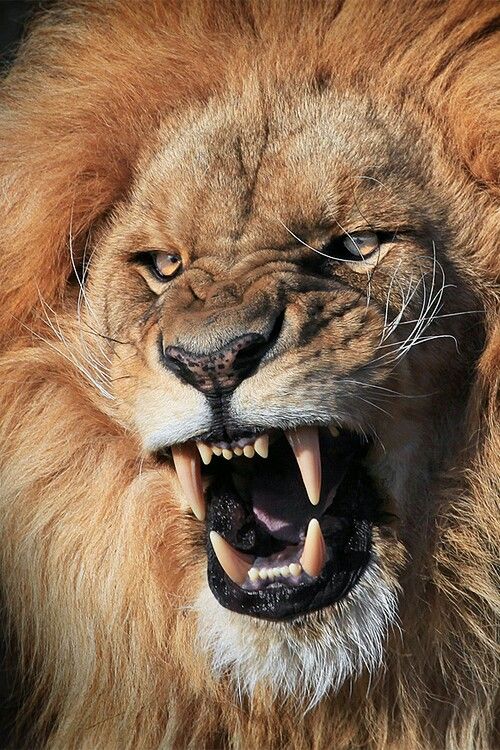 an angry lion with its mouth open and teeth wide open, showing it's teeth