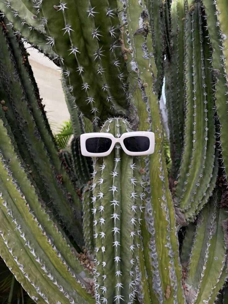 a cactus with sunglasses attached to it