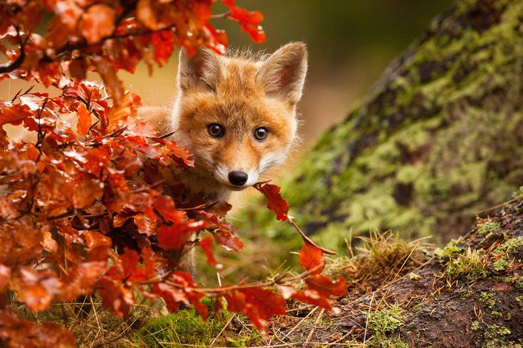 a baby fox peeking out from behind a tree with red leaves on it's branches