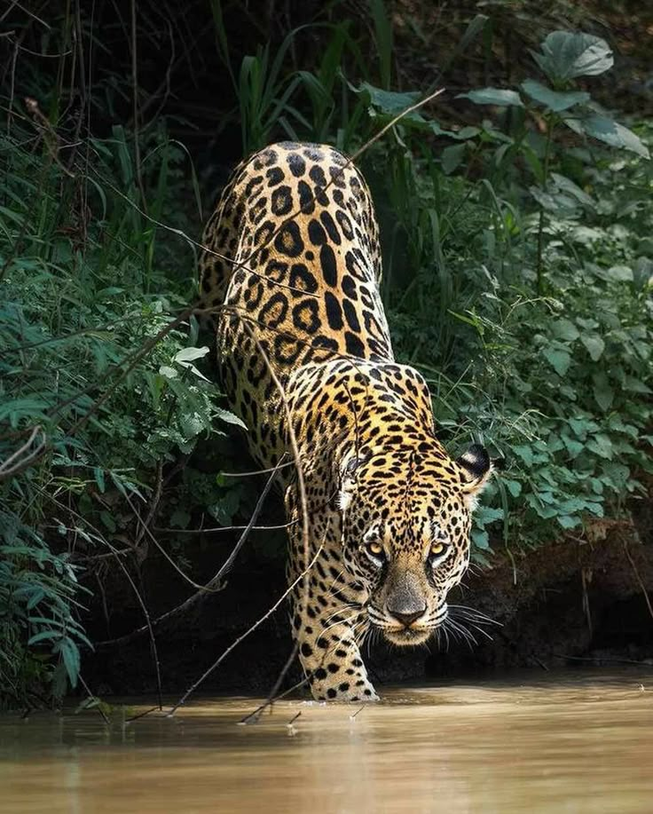 a large leopard walking across a body of water