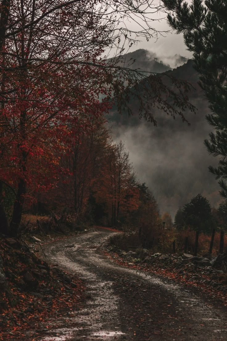 a dirt road surrounded by trees and fog