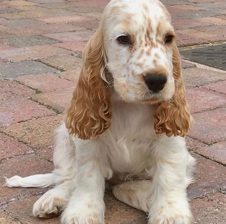 a brown and white dog sitting on top of a brick floor