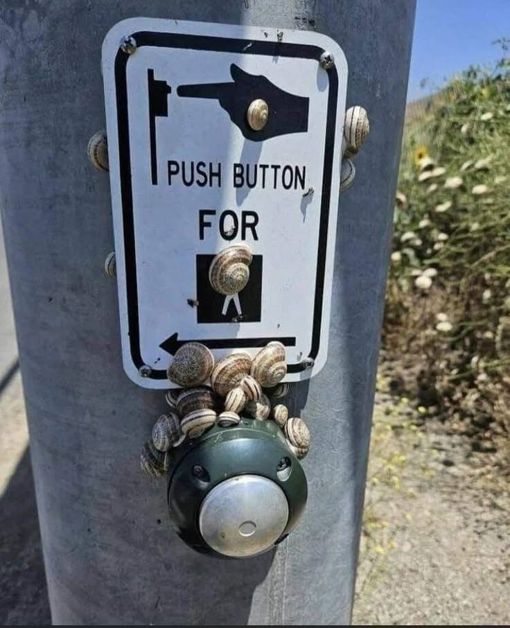 there is a push button for snails on the pole