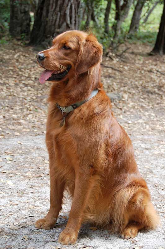 a brown dog sitting on top of a dirt field next to trees and grass with its tongue hanging out