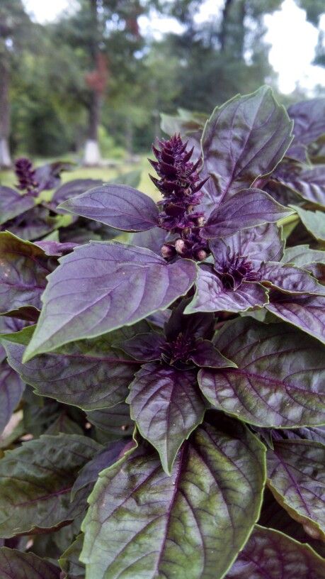 purple flowers are blooming in the garden