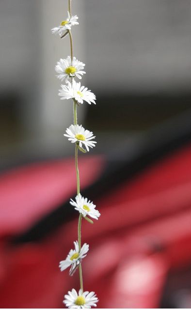 white daisies are growing in front of a red car