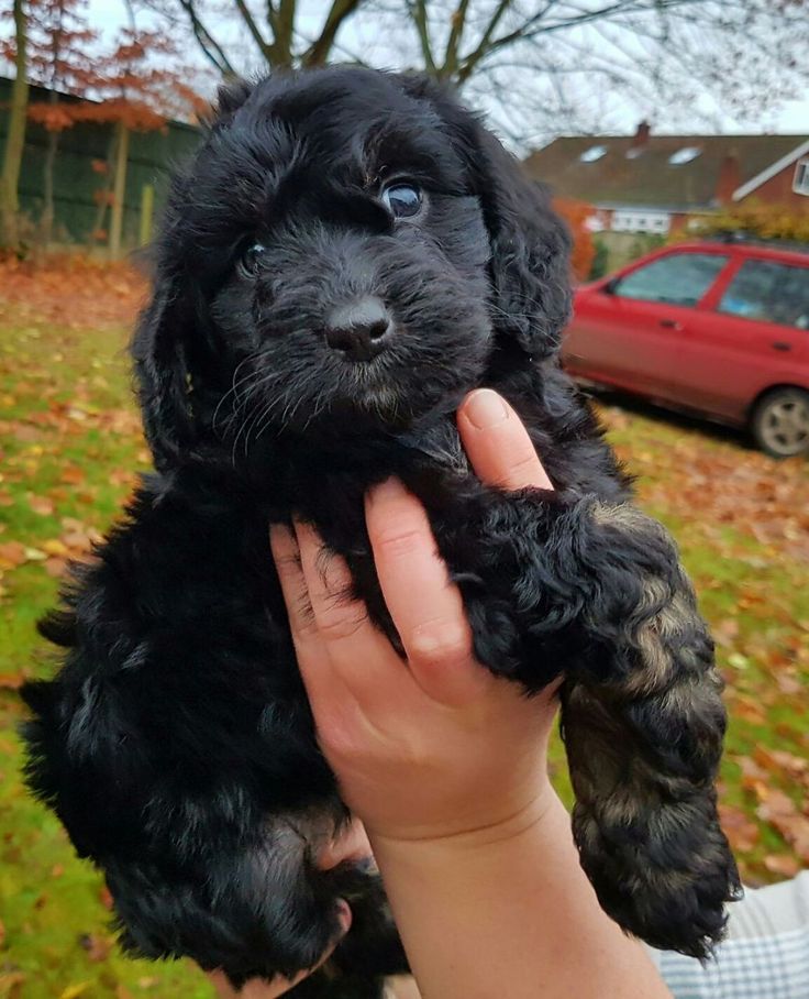 a small black puppy is being held in front of a red car and it's owner