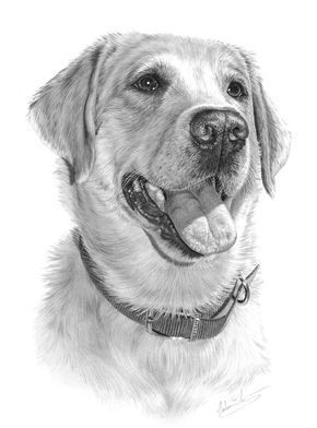 a pencil drawing of a dog's face