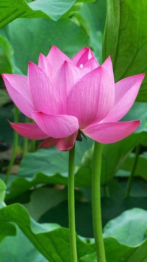 a pink lotus flower blooming in front of green leaves