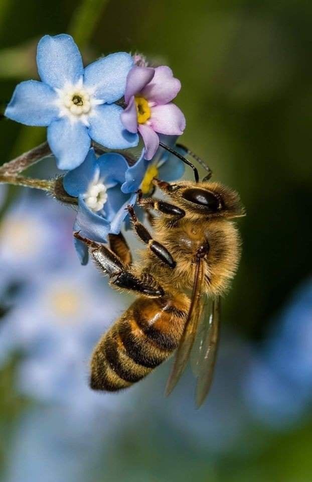 a close up of a bee on a flower with blue flowers in the back ground