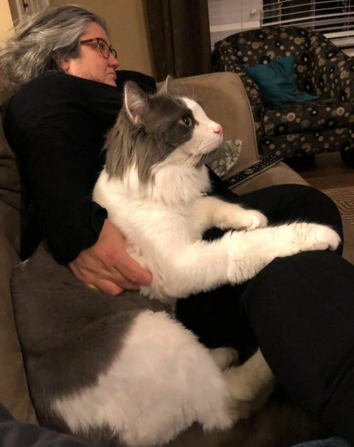 a woman sitting on top of a couch holding a white and gray cat in her lap