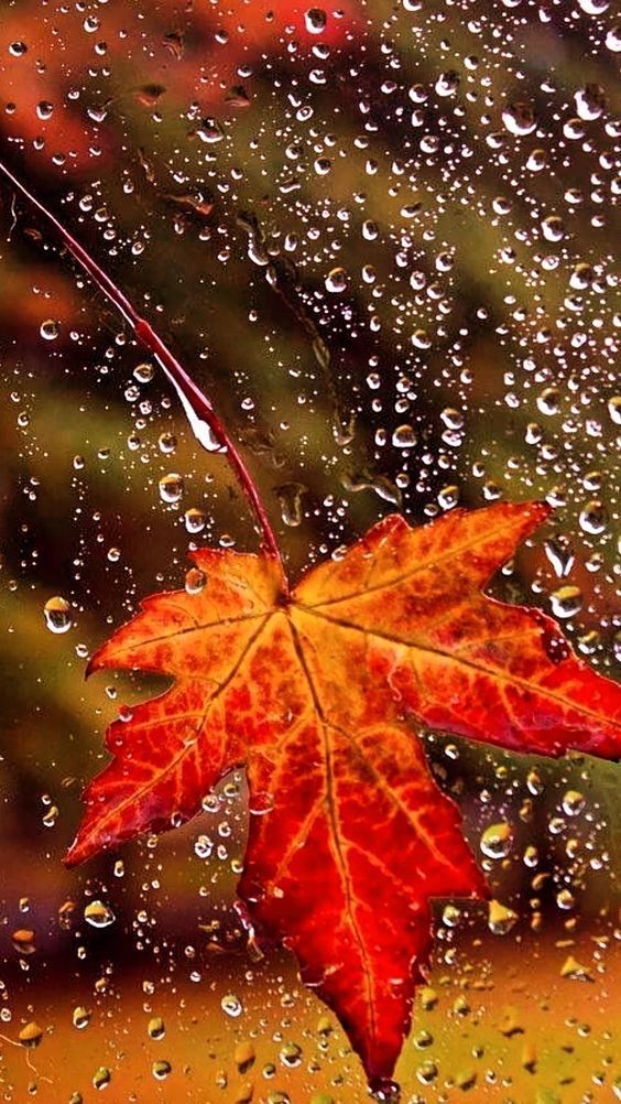 an orange and red leaf sitting on top of a window covered in raindrops