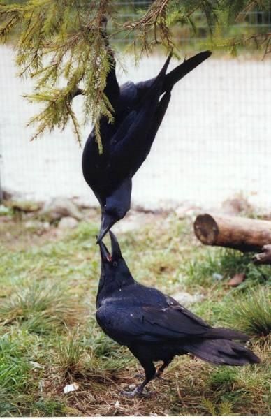 two black birds standing next to each other under a tree