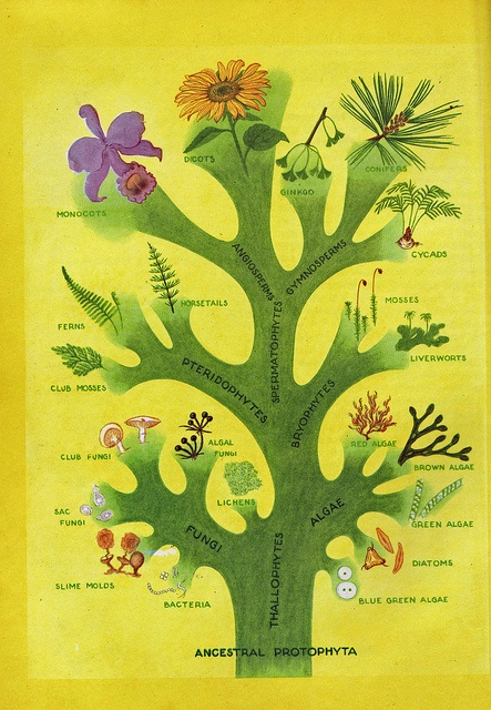 an illustrated tree with all the different plants and animals on it's branches, labeled in