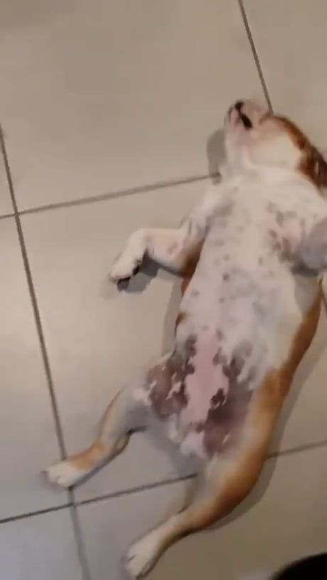 a brown and white dog standing on its back legs