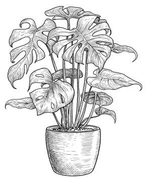 a drawing of a potted plant with large leaves