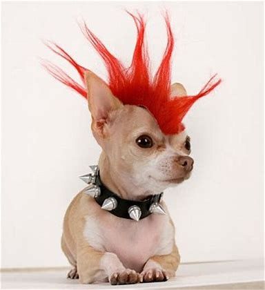 a small dog with red hair sitting on top of a white table next to a sign that says, i'm a dog