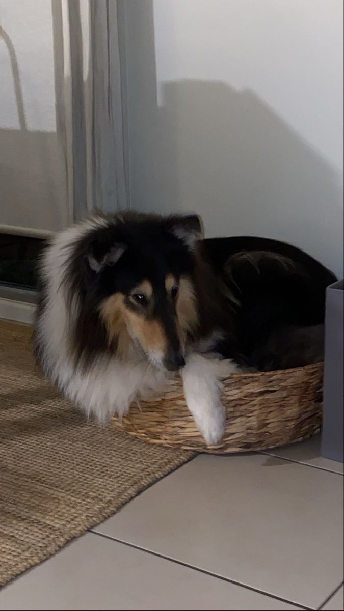 a dog laying in a basket on the floor