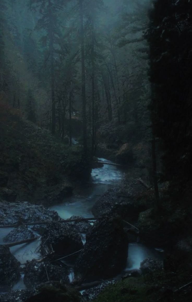 a stream running through a forest filled with lots of dark green trees in the fog