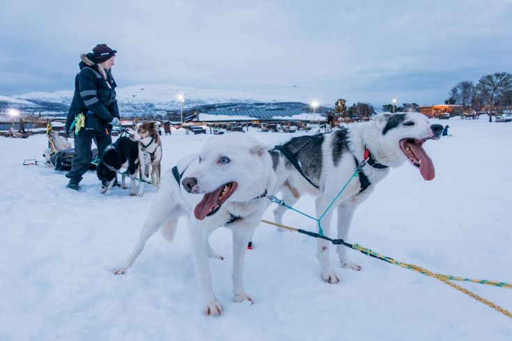 two husky dogs pulling a person on a sled in the snow with their tongue hanging out