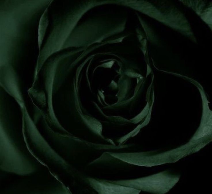 a large green rose is shown in this black and white photo