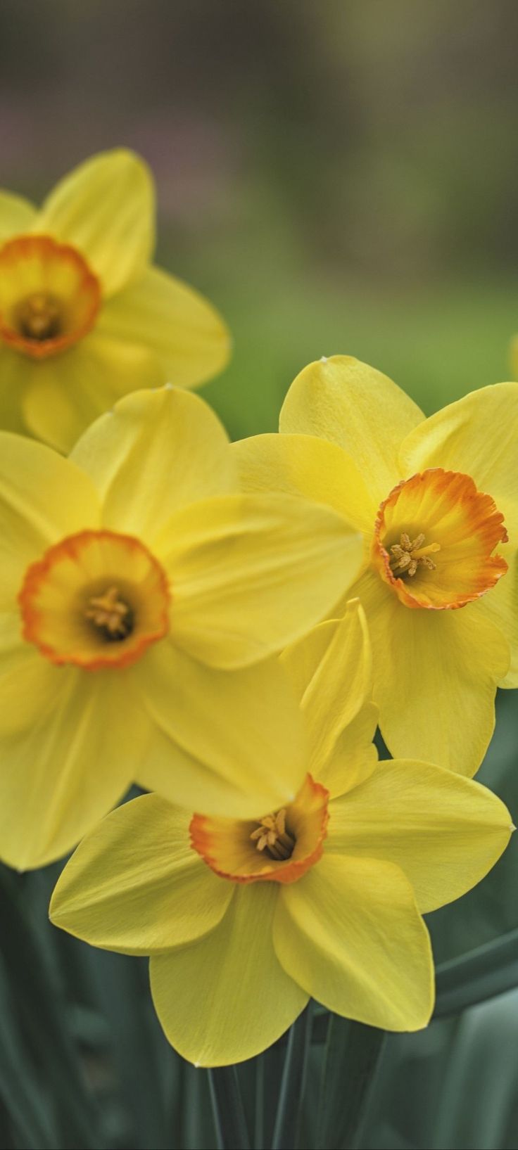 yellow daffodils with orange centers in a vase