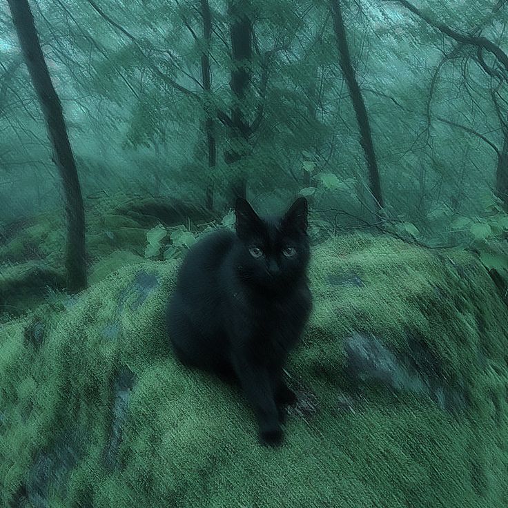 a black cat sitting on top of a lush green forest covered in foggy trees