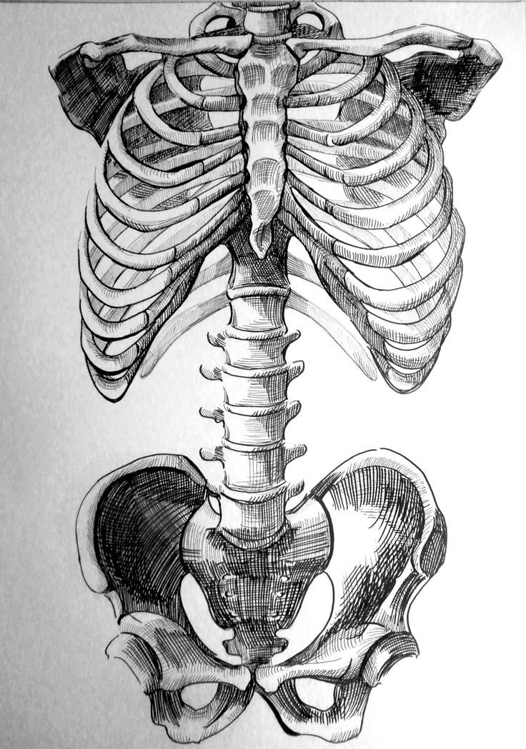 a drawing of a human skeleton with the caption below