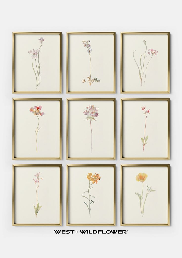 six framed pictures with flowers in them on a wall above the words west - wildflower