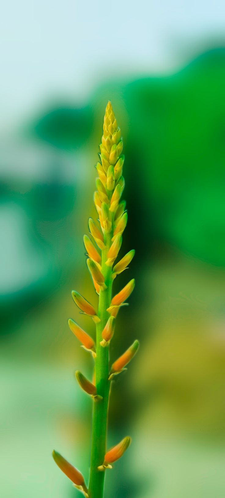 Aloevera flower Aloe Vera Flower, Aloe Barbadensis, Aloe Vera, Herbs, Plants, Flowers