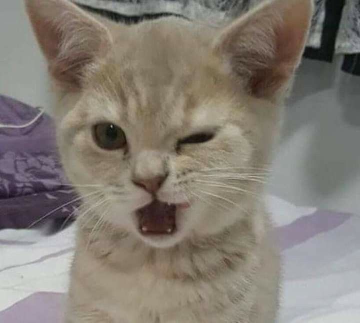 an orange cat with it's mouth open on a bed