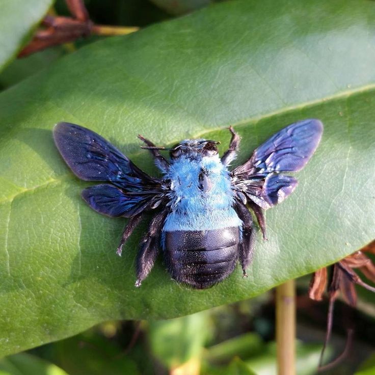 a blue insect sitting on top of a green leaf