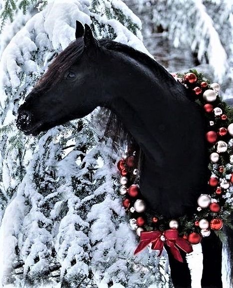 a black horse wearing a christmas wreath in the snow next to a tree with red and white ornaments on it