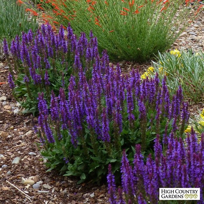 some purple flowers are growing in the dirt