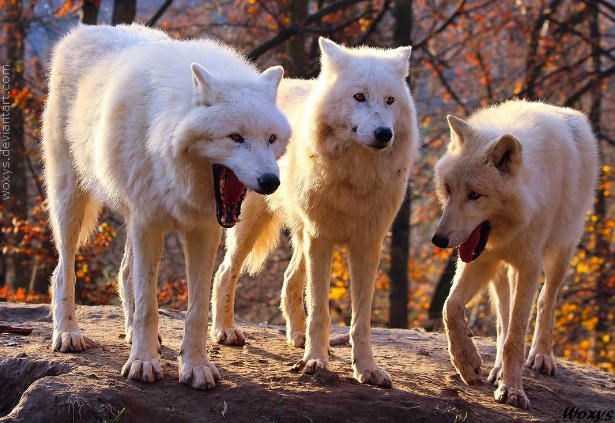 three white wolfs standing on top of a rock in front of trees with orange leaves