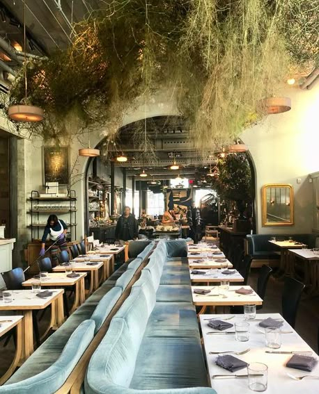 an empty restaurant with long tables and blue velvet benches, hanging plants on the ceiling