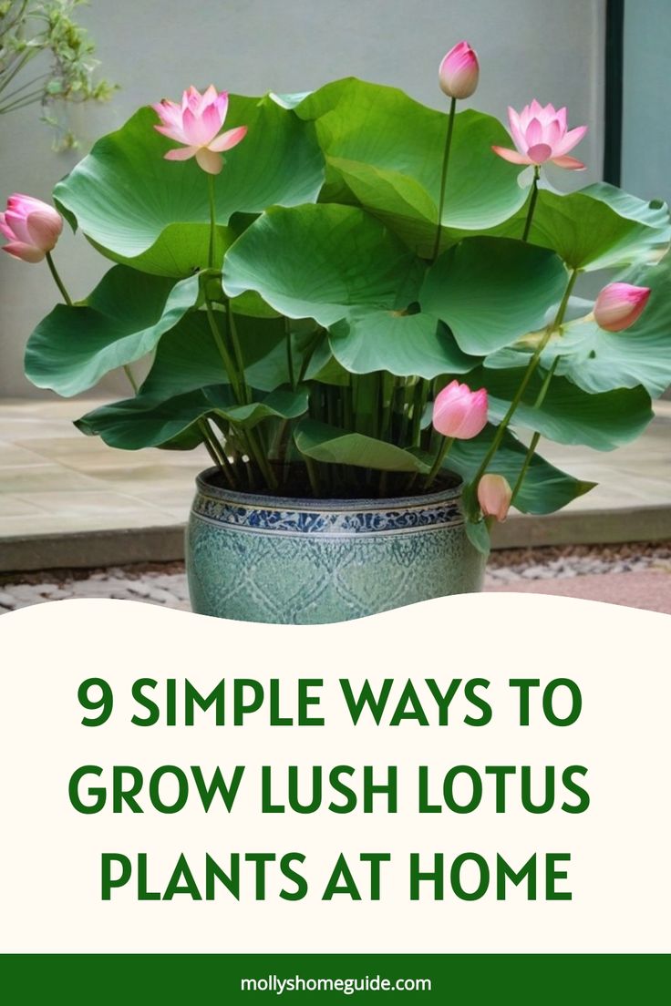 a potted plant with pink flowers in it and the words 9 simple ways to grow lush lotus plants at home