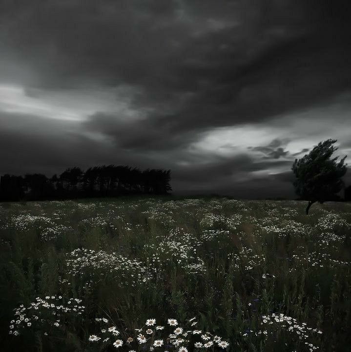 a field full of wildflowers under a dark sky with storm clouds in the background