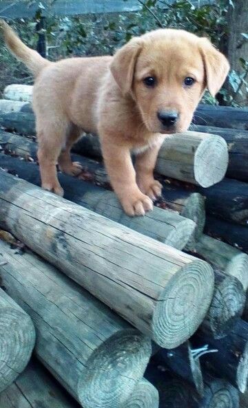 a puppy standing on top of logs in the woods