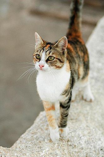 a cat is walking on the edge of a wall