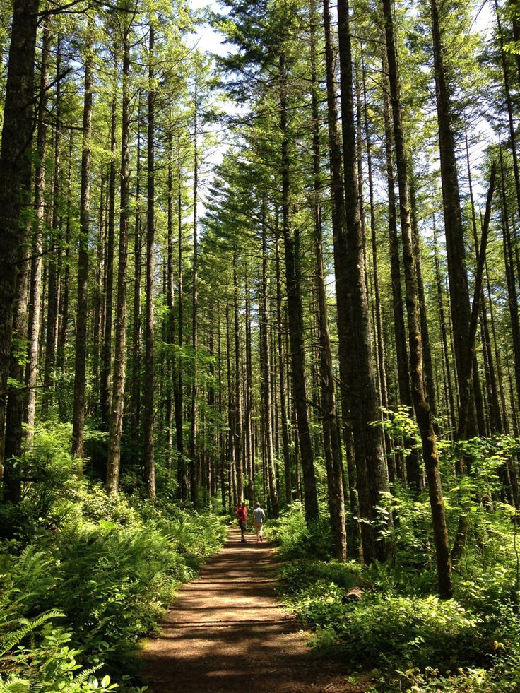 a person walking down a dirt road in the middle of a forest with lots of tall trees