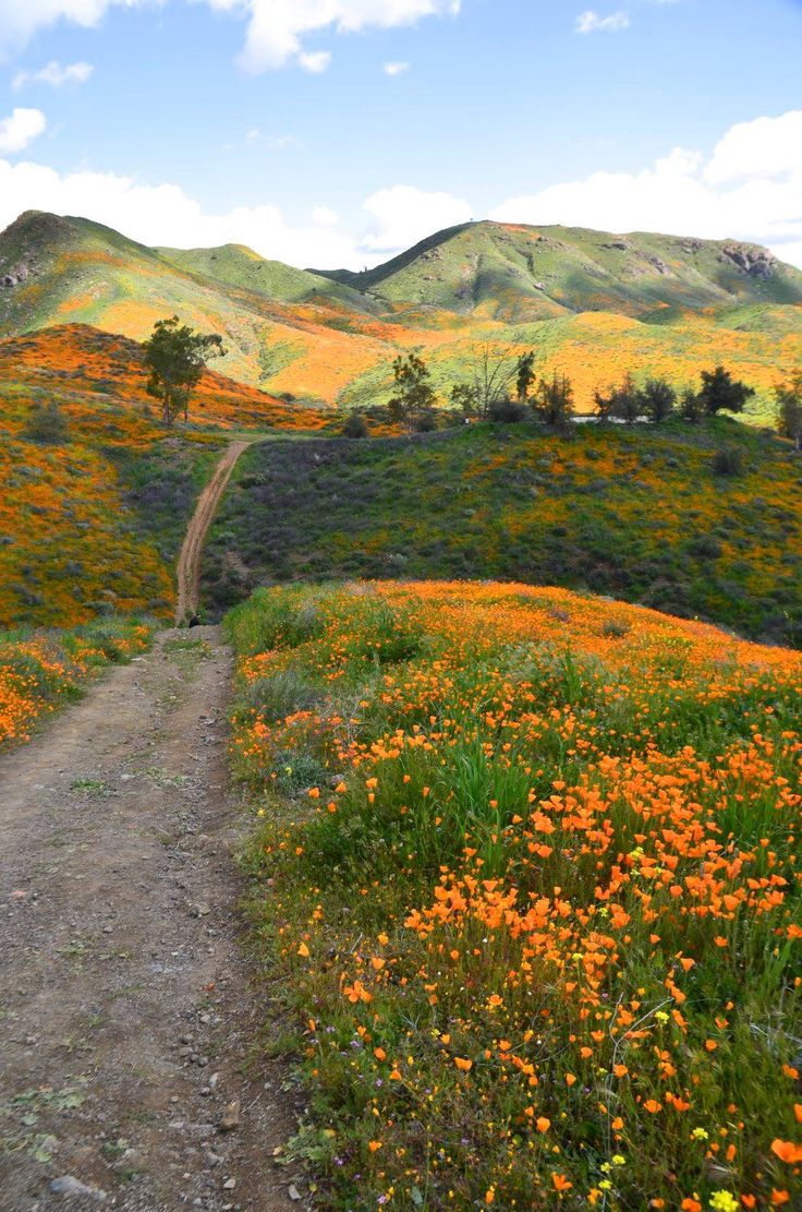 a dirt road that is surrounded by flowers