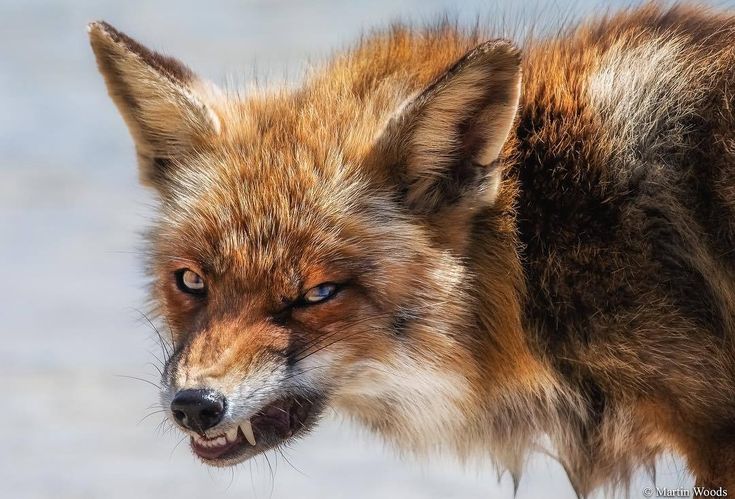 a close up of a red fox with it's mouth open