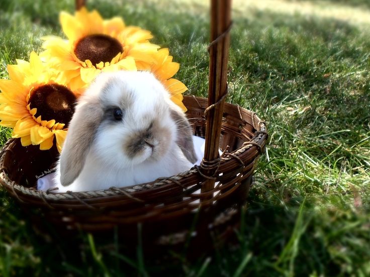 a rabbit sitting in a basket with sunflowers