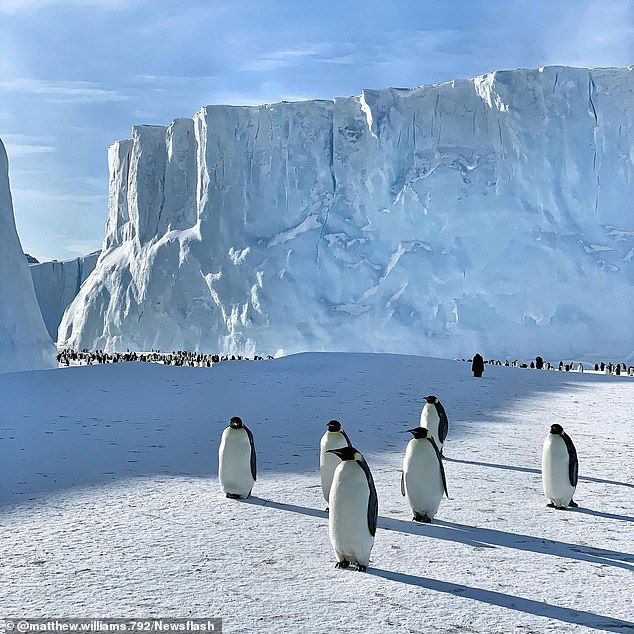 several penguins are standing in the snow near an iceberg