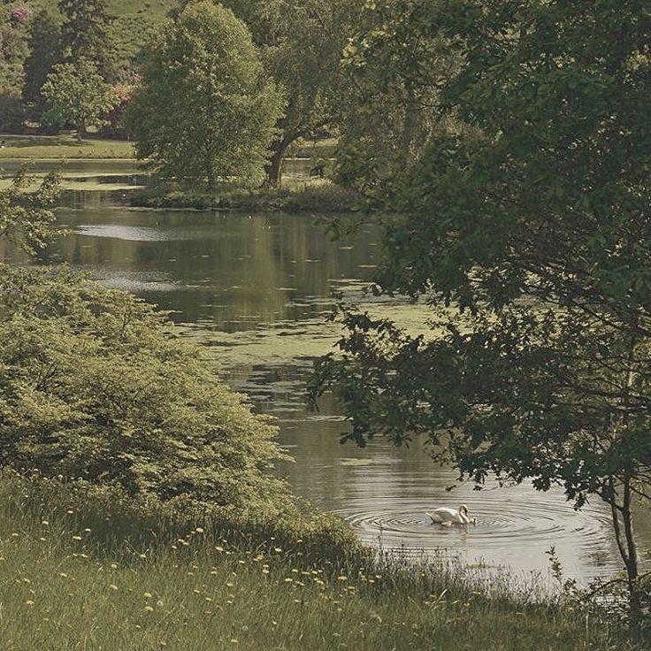 a couple of ducks swimming in a lake surrounded by green grass and trees on a sunny day