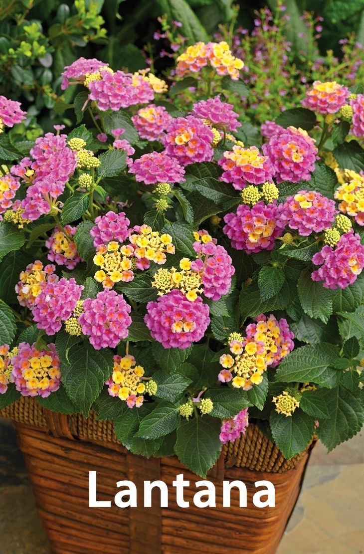 pink and yellow flowers in a basket with the word lantana on it's side