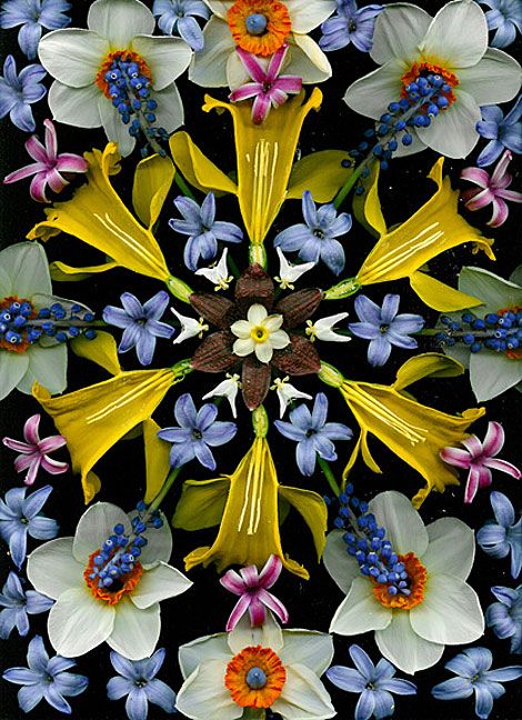 an image of flowers arranged in the shape of a snowflake on a black background