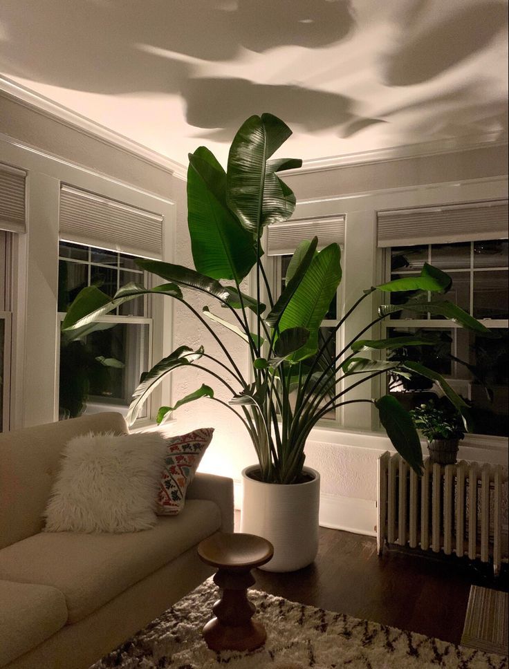 a living room filled with furniture and a large potted plant on top of a table