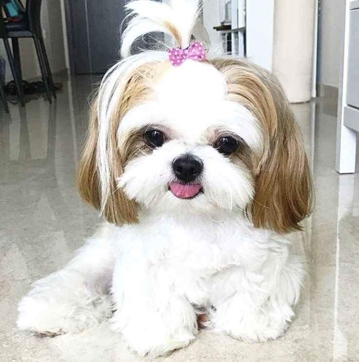 a small white and brown dog with a pink bow on it's head sitting in front of a table